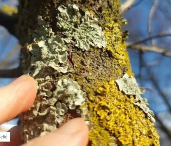 Lišaj na voćkama: Je li opasan i treba li ga ukloniti? Evo savjeta kako postupiti