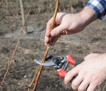 Koje preventivne mjere poduzeti u nasadima bobičastog voća