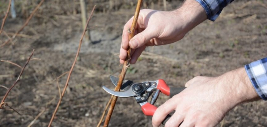 Koje preventivne mjere poduzeti u nasadima bobičastog voća