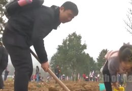 Kina godinama sadila milijarde stabala usred pustinje