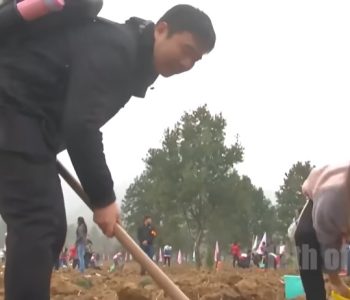 Kina godinama sadila milijarde stabala usred pustinje