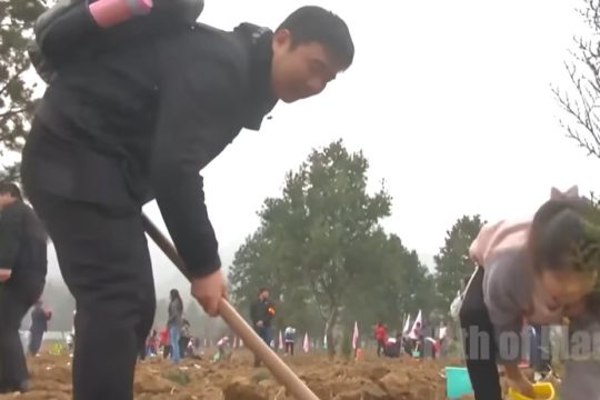 Kina godinama sadila milijarde stabala usred pustinje