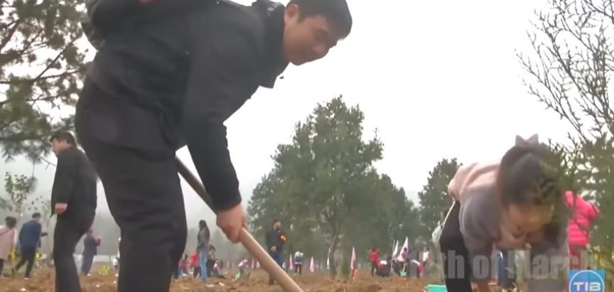 Kina godinama sadila milijarde stabala usred pustinje