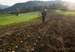 Kako izbjeći opasne bolesti i štetnike u tlu tijekom sadnje krumpira