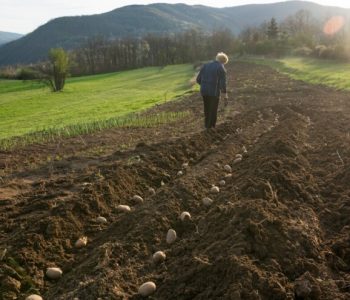Kako izbjeći opasne bolesti i štetnike u tlu tijekom sadnje krumpira