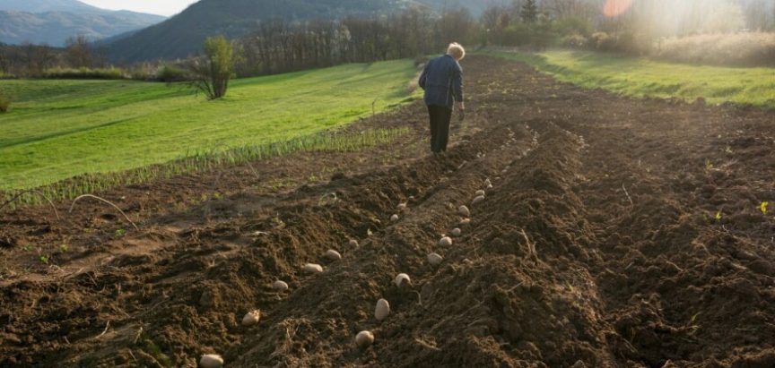 Kako izbjeći opasne bolesti i štetnike u tlu tijekom sadnje krumpira