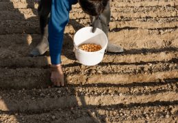 Lukova muha napada već na početku sezone: Evo kako je zaustaviti i spasiti urod