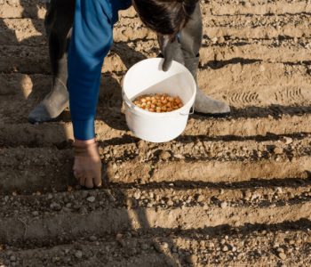 Lukova muha napada već na početku sezone: Evo kako je zaustaviti i spasiti urod