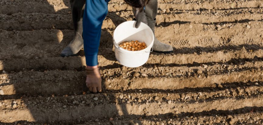 Lukova muha napada već na početku sezone: Evo kako je zaustaviti i spasiti urod