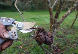 Sada je ključno provesti niz preventivnih mjera u voćnjaku: Spriječite bolesti i štetnike