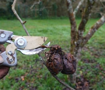 Sada je ključno provesti niz preventivnih mjera u voćnjaku: Spriječite bolesti i štetnike