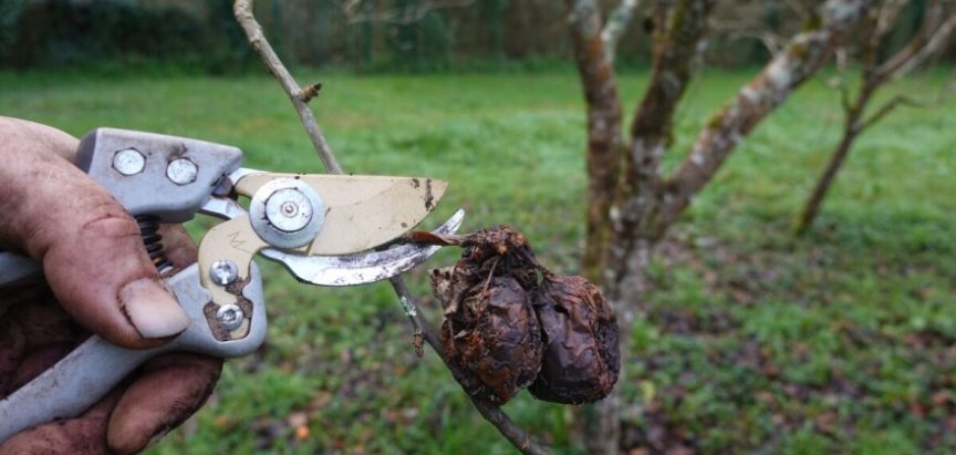 Sada je ključno provesti niz preventivnih mjera u voćnjaku: Spriječite bolesti i štetnike