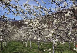 Opasnost od mraza još nije završila: Kako zaštititi voćke?