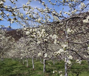 Opasnost od mraza još nije završila: Kako zaštititi voćke?