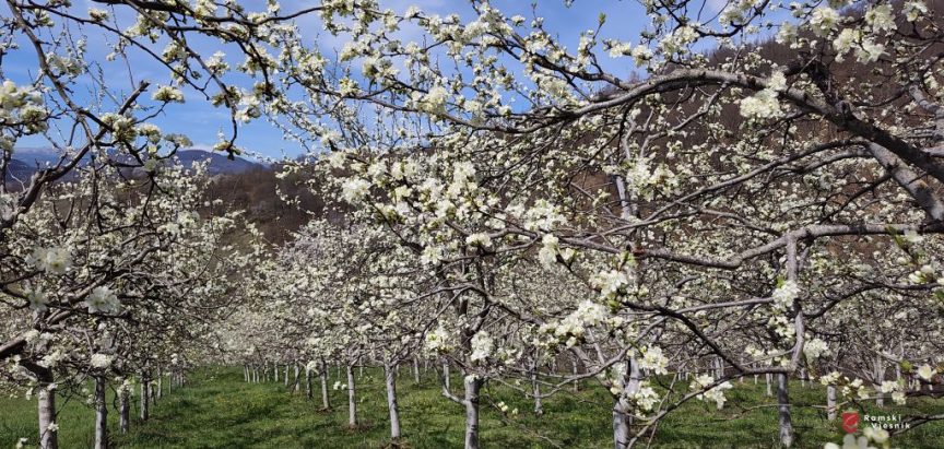 Opasnost od mraza još nije završila: Kako zaštititi voćke?