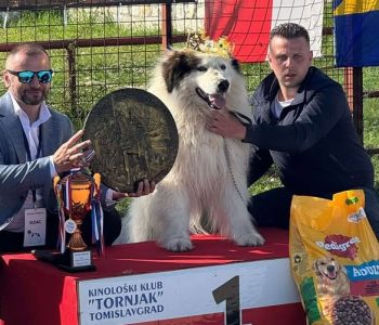 Orkan od Crne Ramske ponio titulu najljepšeg psa na izložbi u Tomislavgradu