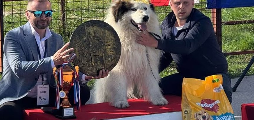 Orkan od Crne Ramske ponio titulu najljepšeg psa na izložbi u Tomislavgradu