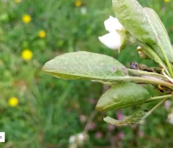 Kruškina grinja: Kada je najpovoljniji period za suzbijanje štetnika?