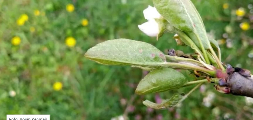 KRUŠKINA GRINJA: Kada je najpovoljniji period za suzbijanje štetnika