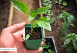 Koje je zlatno pravilo za “princezu” u vrtu?