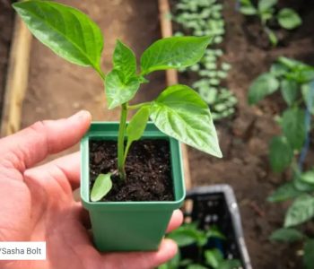 Koje je zlatno pravilo za “princezu” u vrtu