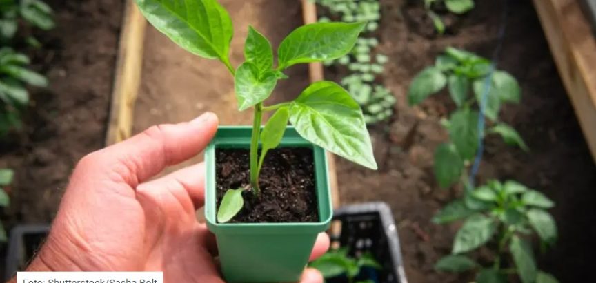 Koje je zlatno pravilo za “princezu” u vrtu