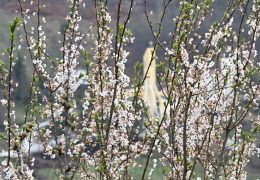 Rezidba šljive tijekom cvatnje