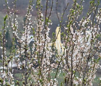Rezidba šljive tijekom cvatnje