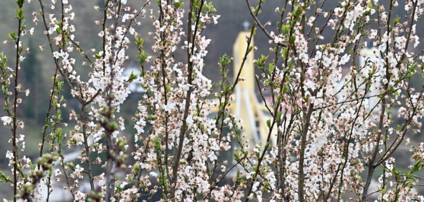 Rezidba šljive tijekom cvatnje