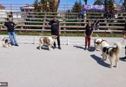 Orkan od Crne Ramske ponio titulu najljepšeg psa na izložbi u Tomislavgradu