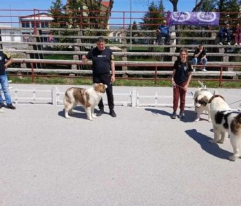 Orkan od Crne Ramske ponio titulu najljepšeg psa na izložbi u Tomislavgradu