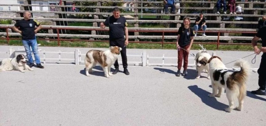 Orkan od Crne Ramske ponio titulu najljepšeg psa na izložbi u Tomislavgradu