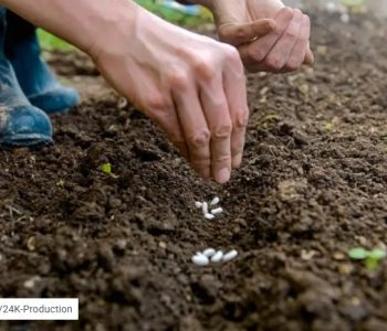 Pet ključnih pravila za sjetvu mahuna: Posijte ih na vrijeme i izbjegnite greške koje smanjuju urod