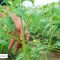 Kada i kako skidati listove i zaperke na rajčici