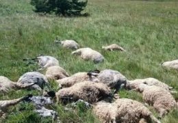 Grom na Kupresu usmrtio čitavo stado ovaca
