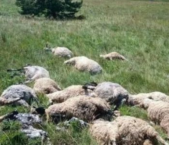 Grom na Kupresu usmrtio čitavo stado ovaca