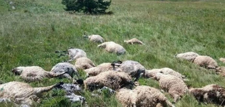 Grom na Kupresu usmrtio čitavo stado ovaca
