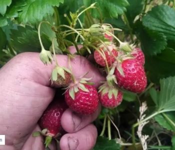 Francuska mjesečarka koja rađa cijele godine, a okusom podsjeća na šumsku