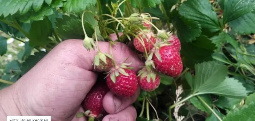 Francuska mjesečarka koja rađa cijele godine, a okusom podsjeća na šumsku