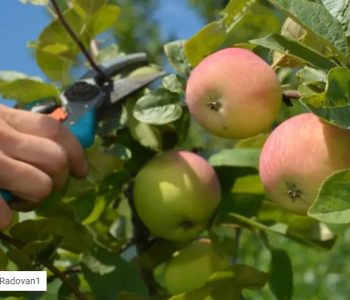 Navodnjavanje i zelena rezidba u voćnjaku u srpnju – ulaganje u rod, ali i narednu vegetaciju