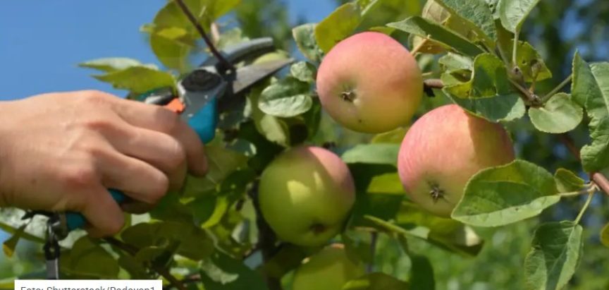 Navodnjavanje i zelena rezidba u voćnjaku u srpnju – ulaganje u rod, ali i narednu vegetaciju