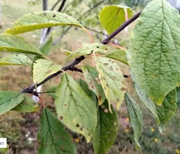 Šupljikavost listova šljiva – opasna bolest manjih nasada