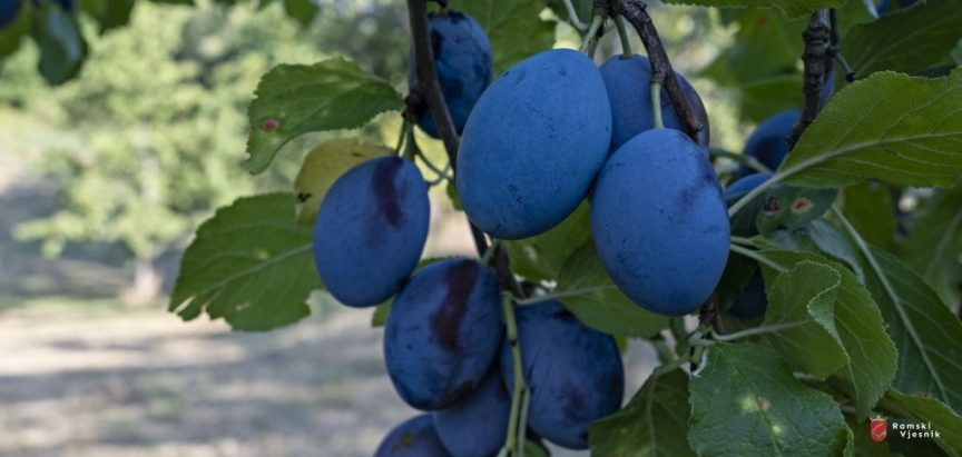 Recepti za pripremu pekmeza od šljiva