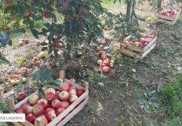 Uskladištite jabuke i kruške, ali zatvorite “vrata” patogenima – koji su ključni uvjeti?