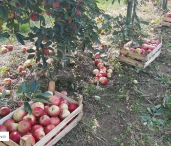 Uskladištite jabuke i kruške, ali zatvorite “vrata” patogenima – koji su ključni uvjeti?