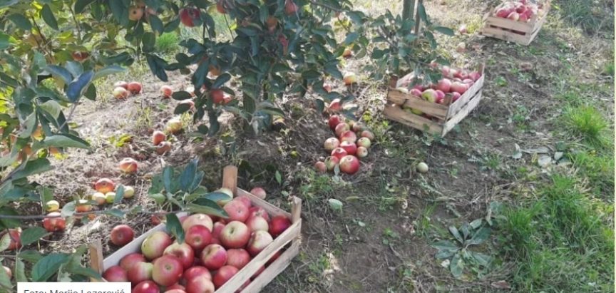 Uskladištite jabuke i kruške, ali zatvorite “vrata” patogenima – koji su ključni uvjeti?
