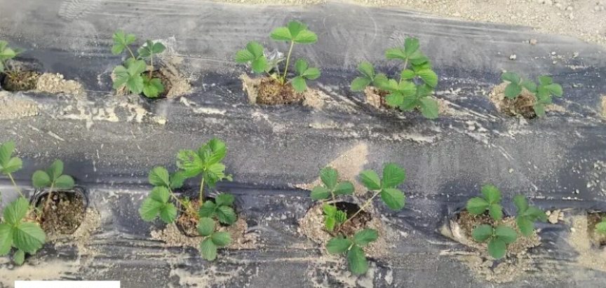 Još nije kasno za sadnju jagoda u plastenicima: Ne smije se unositi stajnjak