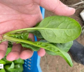 Ne ostavljajte plastenik prazan: Idealno je vrijeme za sjetvu špinata