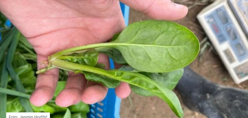 Ne ostavljajte plastenik prazan: Idealno je vrijeme za sjetvu špinata