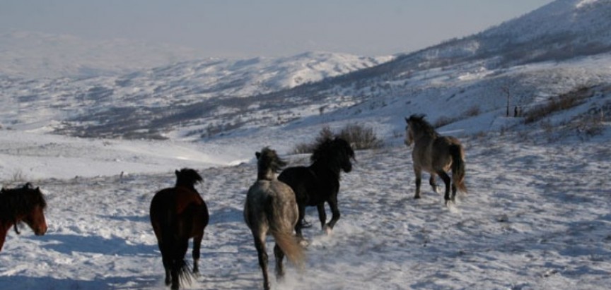 Vozači oprez: Konji na putu Šujica – Livno